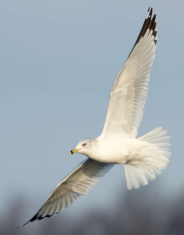 Ring-billed Gull