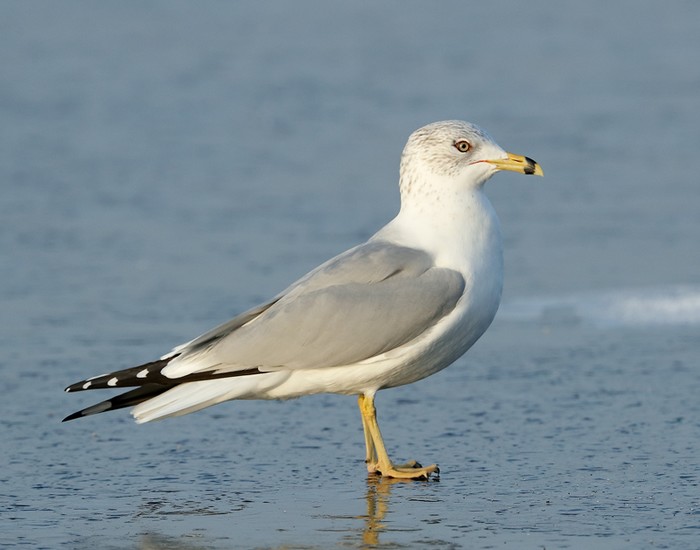 Ring-billed Gull