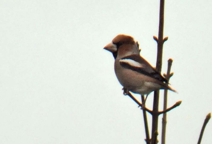 Hawfinch