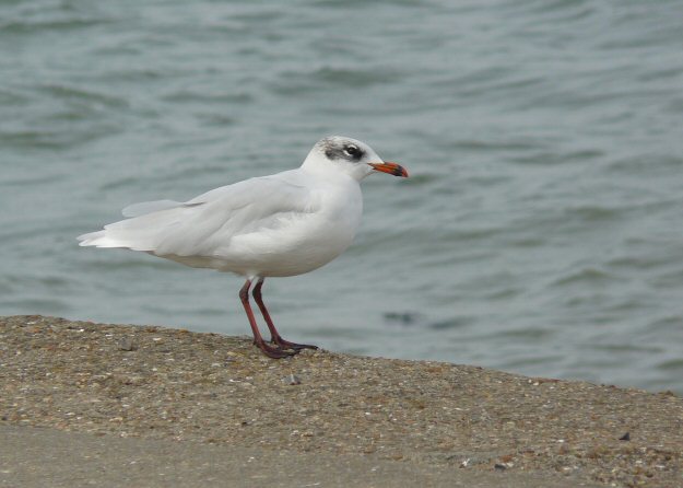 Mediterranean Gull
