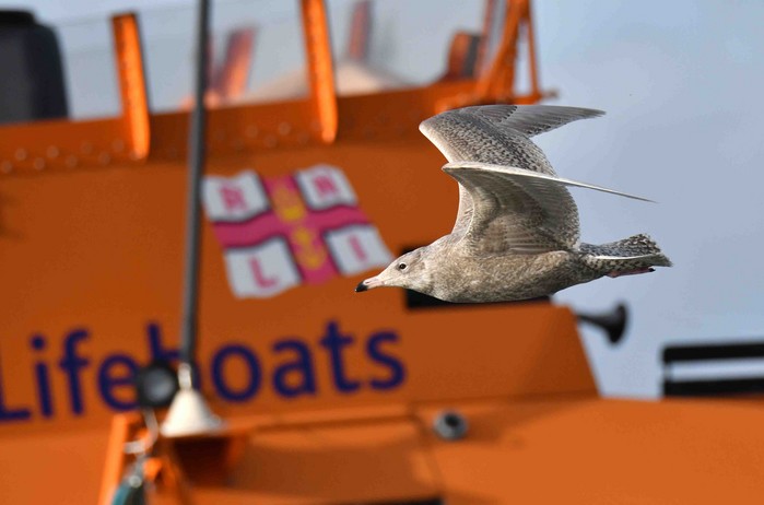 Glaucous Gull