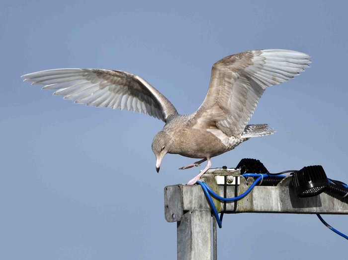 Glaucous Gull