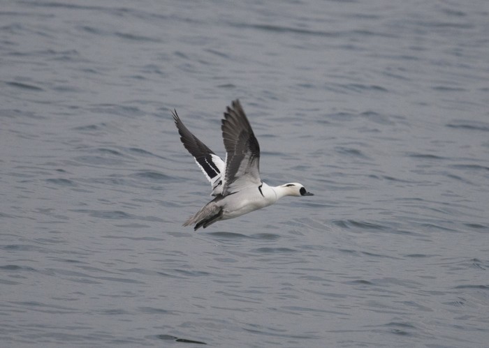 Smew
