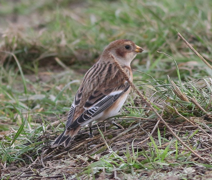 Snow Bunting