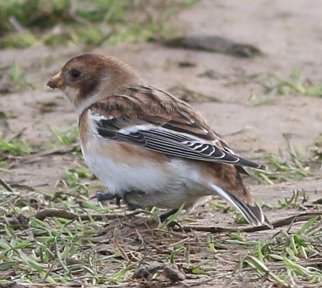 Snow Bunting