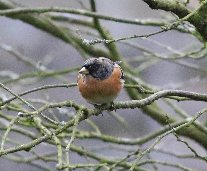 Brambling