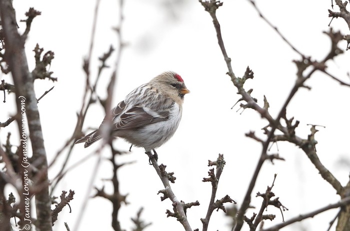 Coues's Arctic Redpoll