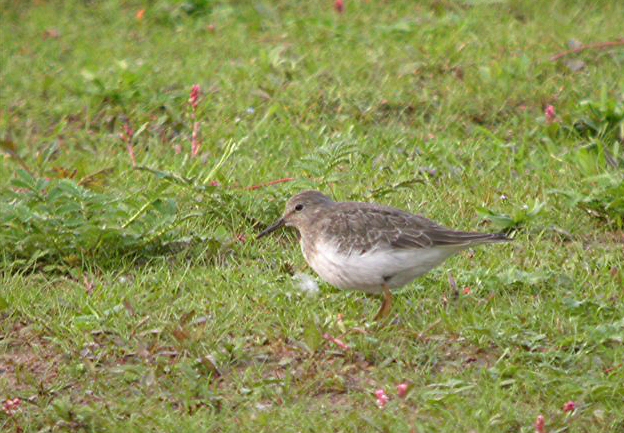 Temminck's Stint