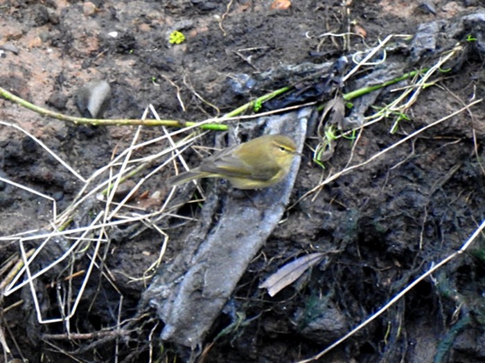 Chiffchaff