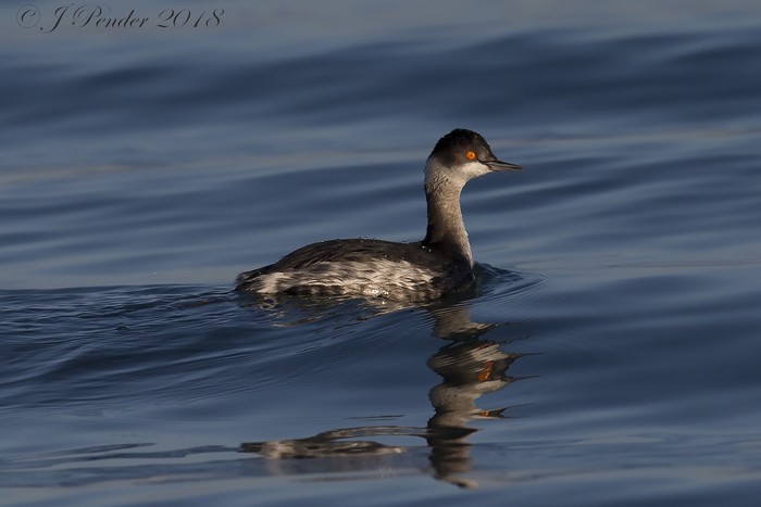 Black-necked Grebe