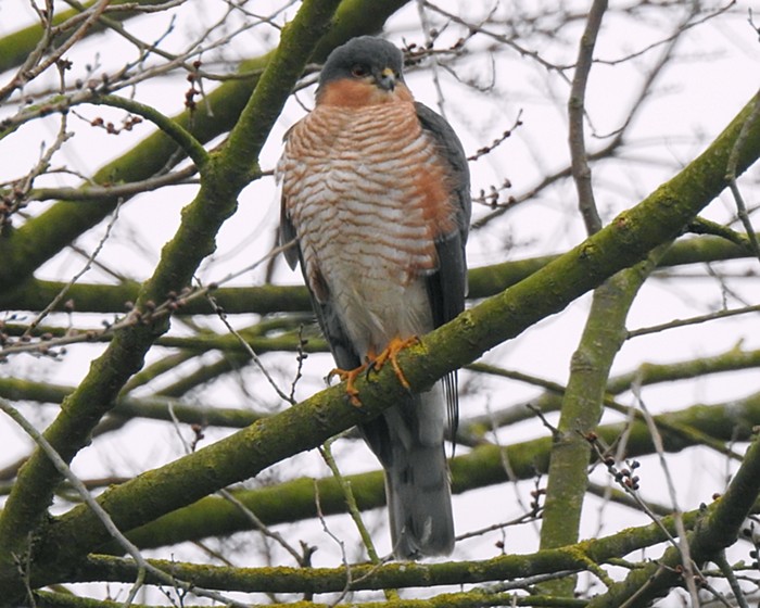 Sparrowhawk