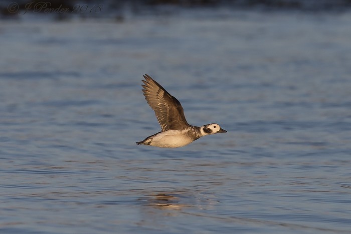 Long-tailed Duck