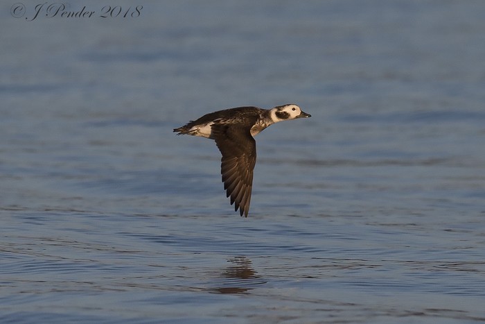 Long-tailed Duck