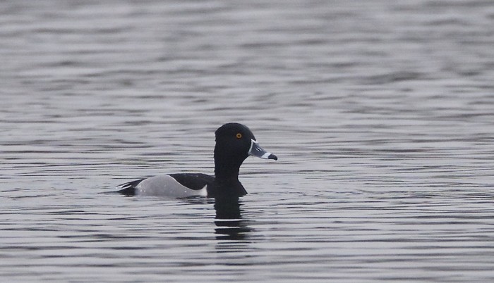 Ring-necked Duck