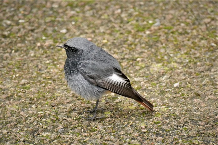 Black Redstart