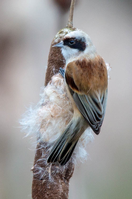 Penduline Tit