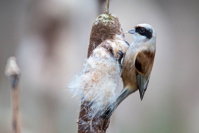Penduline Tit