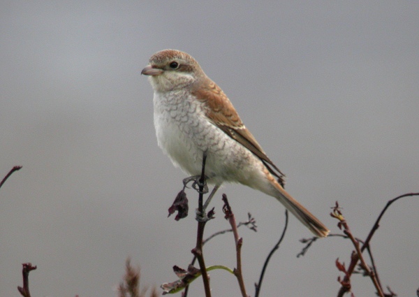 Red-backed Shrike