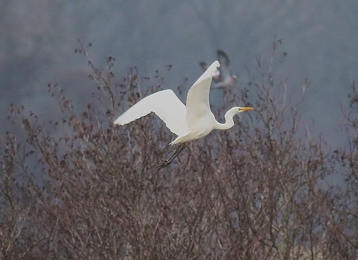 Great White Egret