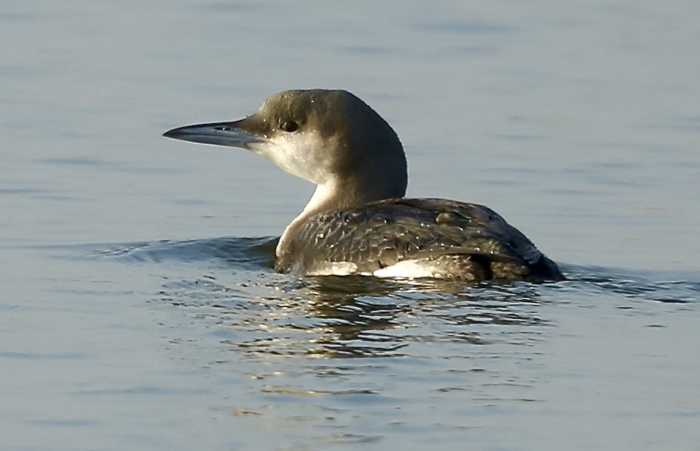Black-throated Diver