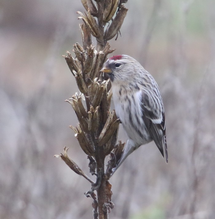 Coues's Arctic Redpoll