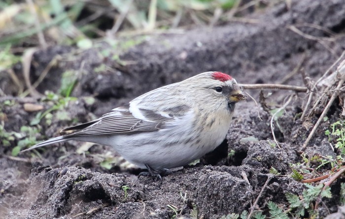 Coues's Arctic Redpoll