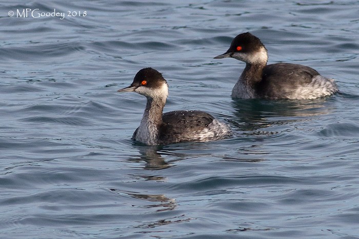 Black-necked Grebe