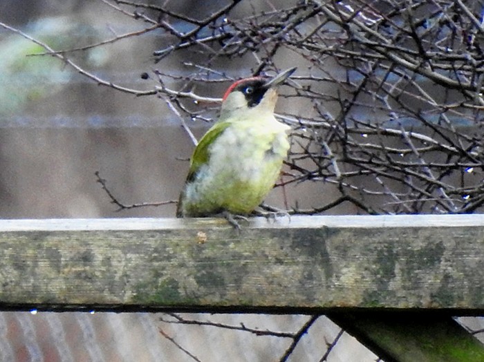 Green Woodpecker