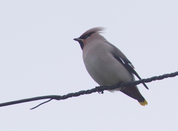 Waxwing