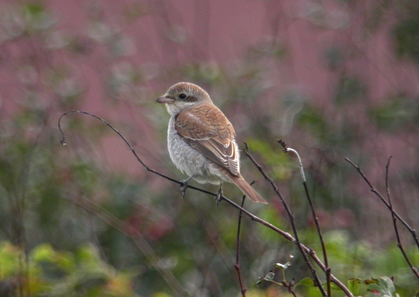 Red-backed Shrike