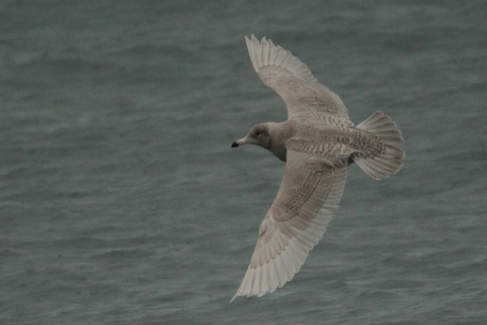Glaucous Gull