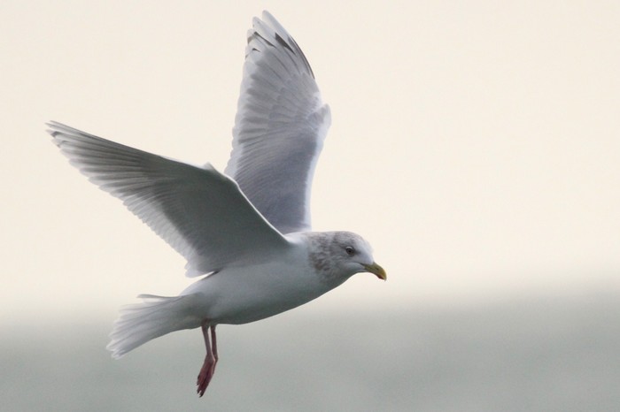 Kumlien's Gull