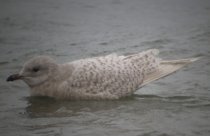 Iceland Gull