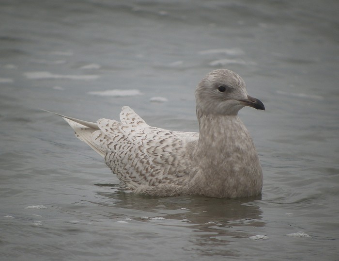 Iceland Gull
