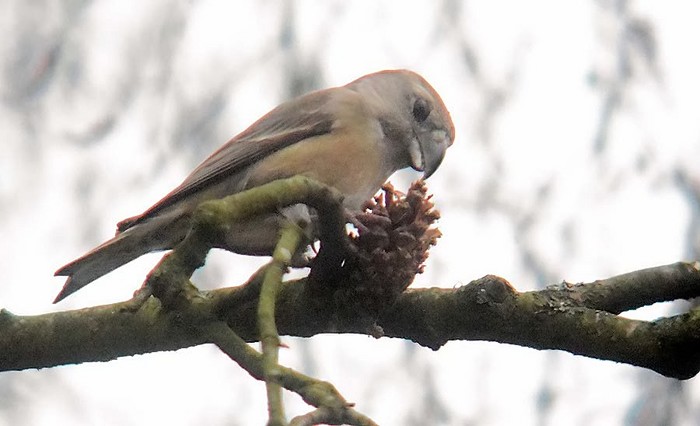 Parrot Crossbill