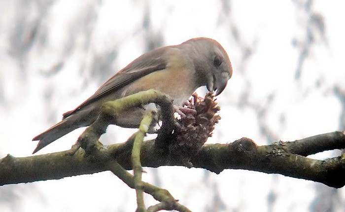 Parrot Crossbill