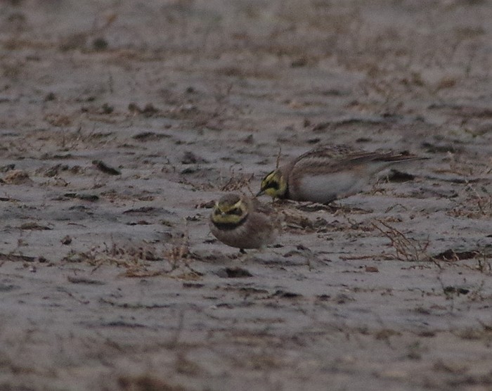 Shorelark