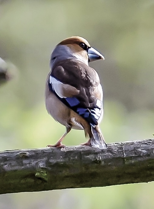 Hawfinch