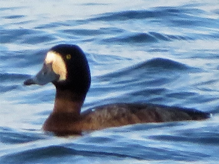 Scaup