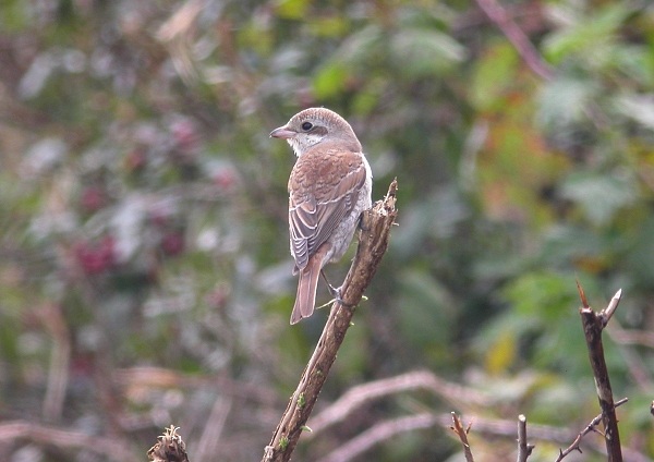 Red-backed Shrike