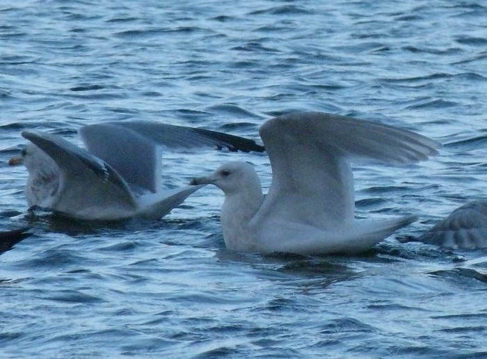 Kumlien's Gull