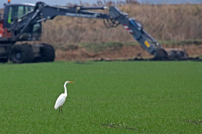 Great White Egret
