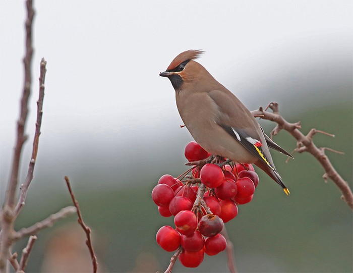 Waxwing