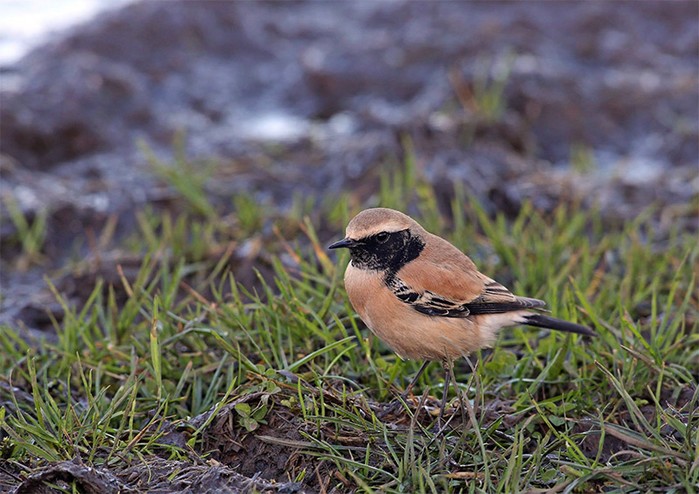 Desert Wheatear
