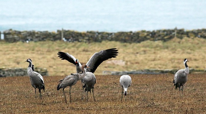 Common Crane
