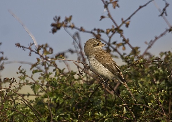 Red-backed Shrike