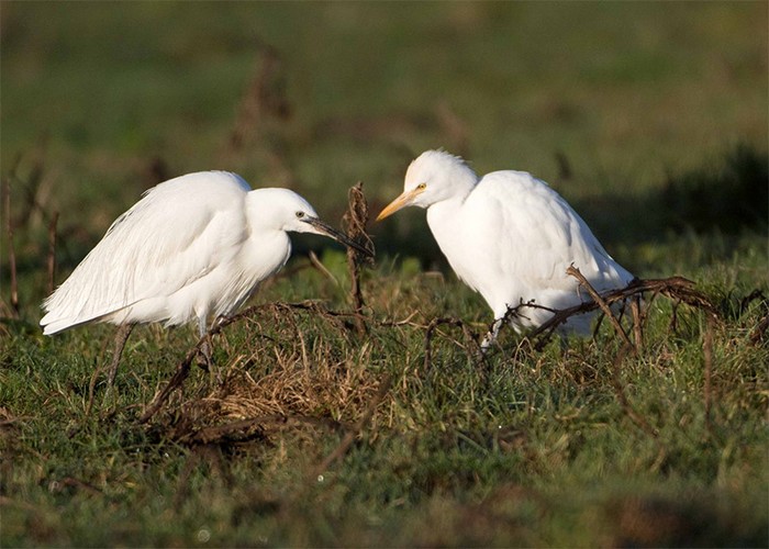 Cattle Egret