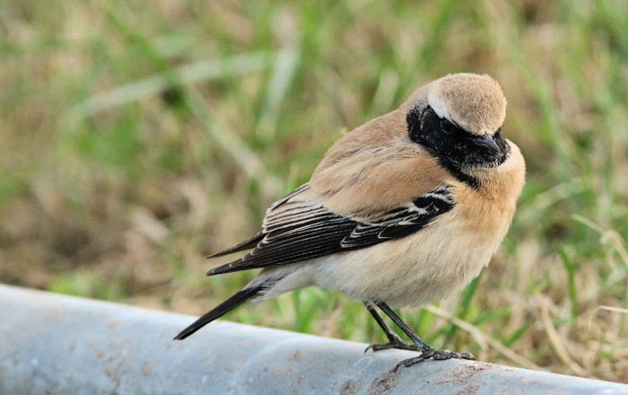 Desert Wheatear