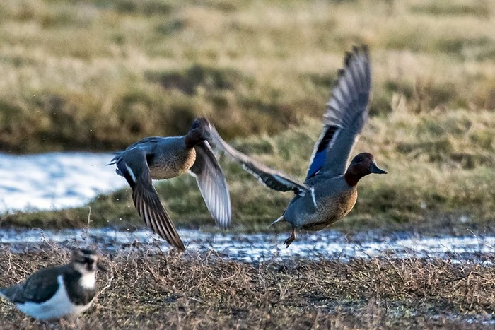 Green-winged Teal