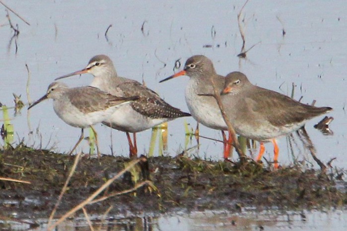 Stilt Sandpiper